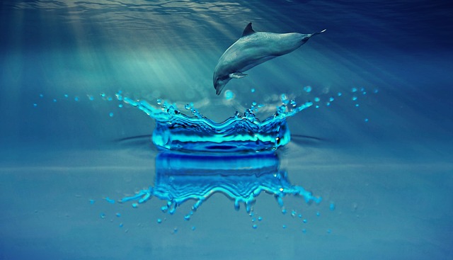 delfín a voda