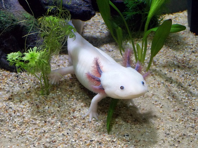 malý axolotl
