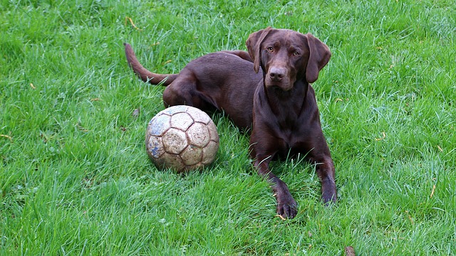 pes a míč