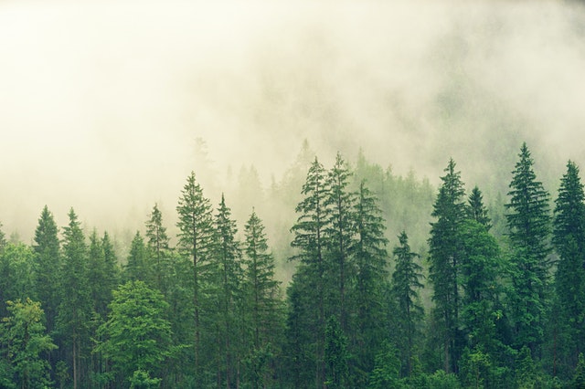 smrkový les s vysokými stromy